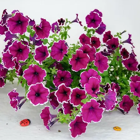 Christina מלון דירות 4*