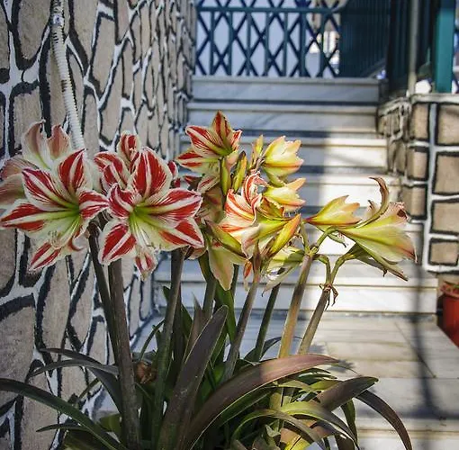 Christina מלון דירות