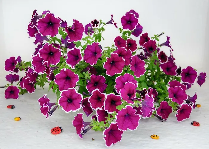 Christina מלון דירות 4*