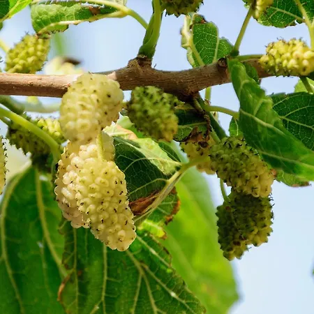 Christina 4* アダマス