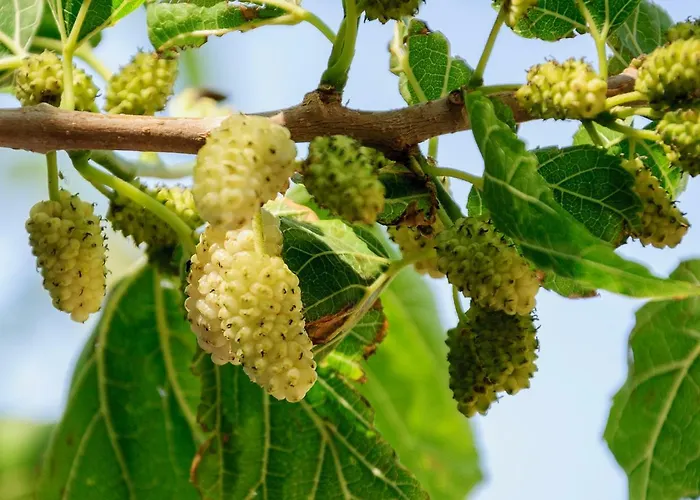 Christina 4* Adámasz